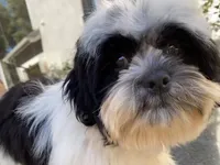 AKCS4-2, a male Shih Tzu for sale in Oxnard, CA – Photo 6 of 9