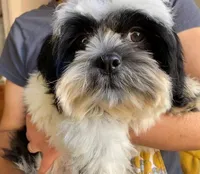 AKCS4-2, a male Shih Tzu for sale in Oxnard, CA – Photo 3 of 9