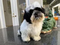 AKCS4-2, a male Shih Tzu for sale in Oxnard, CA – Photo 8 of 9