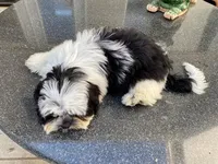 AKCS4-2, a male Shih Tzu for sale in Oxnard, CA – Photo 5 of 9