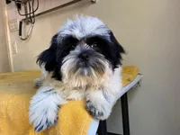 AKCS4-2, a male Shih Tzu for sale in Oxnard, CA – Photo 9 of 9