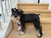 AKCM1-3, a male Miniature Schnauzer for sale in Oxnard, CA – 2 of 8