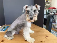 AKCM2-4, a male Miniature Schnauzer for sale in Oxnard, CA – 4 of 8
