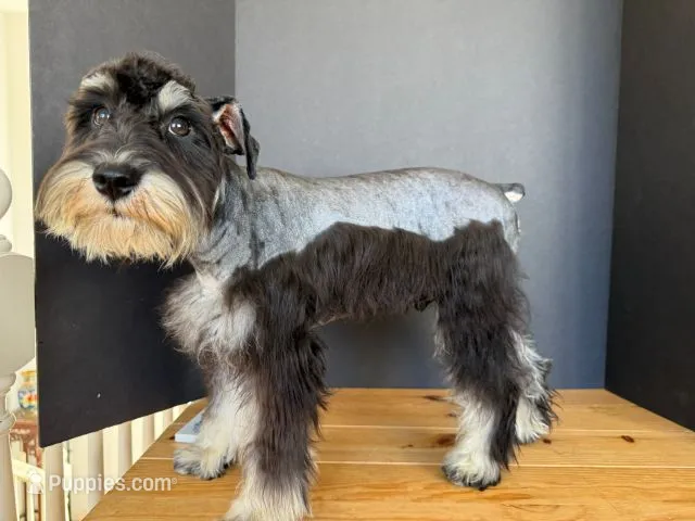 AKCM1-3 – Miniature Schnauzer puppy for sale in Oxnard, CA
