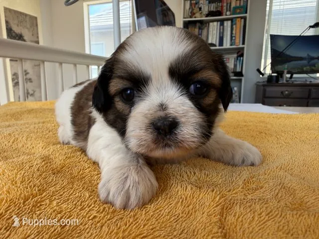 AKCS3-2 – Shih Tzu puppy for sale in Oxnard, CA
