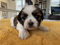 AKCS3-2, a female Shih Tzu for sale in Oxnard, CA – 1 of 8