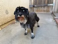 Hay, a female Miniature Schnauzer for sale in Oxnard, CA – 3 of 3