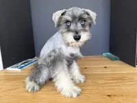AKCM2-5, a male Miniature Schnauzer for sale in Oxnard, CA – 2 of 6