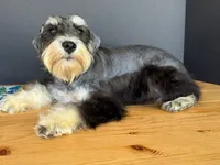 AKCM1-1, a female Miniature Schnauzer for sale in Oxnard, CA – 2 of 8