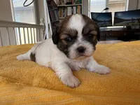 AKCS3-1, a female Shih Tzu for sale in Oxnard, CA – 6 of 8