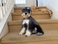 AKCM1-1, a female Miniature Schnauzer for sale in Oxnard, CA – 3 of 8