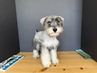 AKCM2-5, a male Miniature Schnauzer for sale in Oxnard, CA – 3 of 6