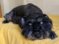 Hay, a female Miniature Schnauzer for sale in Oxnard, CA – 2 of 3