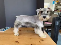 AKCM2-1, a female Miniature Schnauzer for sale in Oxnard, CA – 2 of 8