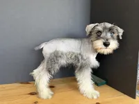 AKCM2-5, a male Miniature Schnauzer for sale in Oxnard, CA – 5 of 6