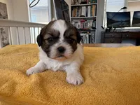 AKCS3-1, a female Shih Tzu for sale in Oxnard, CA – 2 of 8