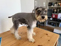 AKCM2-5, a male Miniature Schnauzer for sale in Oxnard, CA – 6 of 8