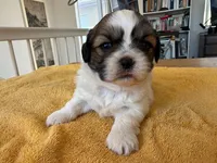 AKCS3-1, a female Shih Tzu for sale in Oxnard, CA – 4 of 8
