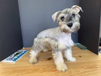 AKCM2-2, a female Miniature Schnauzer for sale in Oxnard, CA – 2 of 6