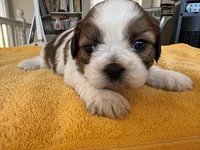 AKC3-4, a male Shih Tzu for sale in Oxnard, CA – 8 of 8