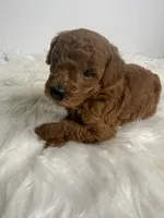 Ella, a female Poodle - Toy  for sale in Miami, FL – 3 of 4