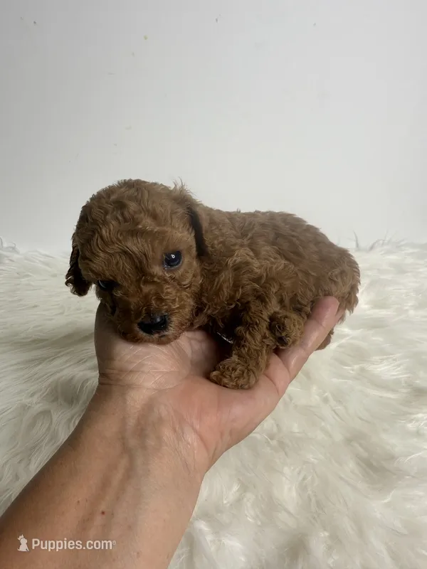 Leo – Poodle - Toy  puppy for sale in Miami, FL