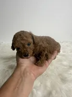 Leo, a male Poodle - Toy  for sale in Miami, FL – 1 of 4
