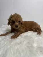 Ella, a female Poodle - Toy  for sale in Miami, FL – 4 of 4