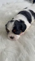 Molly, a female Cavalier King Charles Spaniel for sale in Miami, FL – 3 of 3