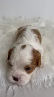 Bentley, a male Cavalier King Charles Spaniel for sale in Miami, FL – 2 of 4