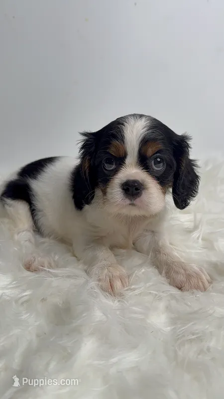 Molly – Cavalier King Charles Spaniel puppy for sale in Miami, FL