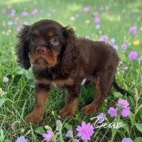 Bear, a male Cavalier King Charles Spaniel for sale in Miami, FL – 4 of 5