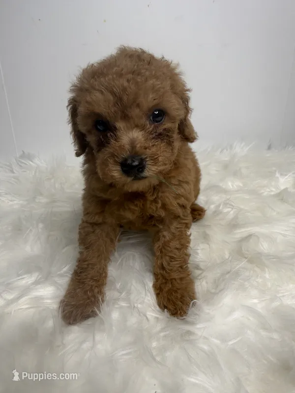 Ella – Poodle - Toy  puppy for sale in Miami, FL
