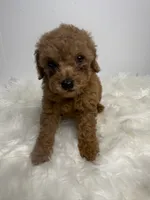 Ella, a female Poodle - Toy  for sale in Miami, FL – 1 of 4
