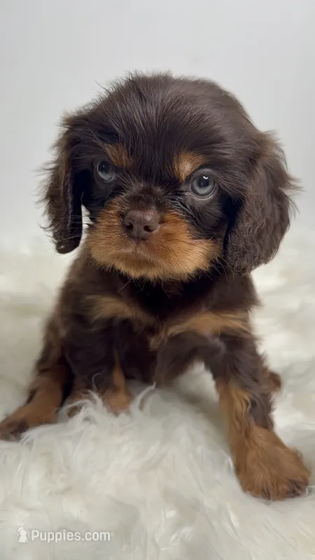 Charlie – Cavalier King Charles Spaniel puppy for sale in Miami, FL