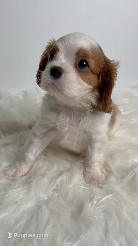 Bentley – Cavalier King Charles Spaniel puppy for sale in Miami, FL