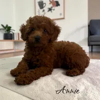 Annie, a female Poodle - Toy  for sale in Miami, FL – 3 of 4