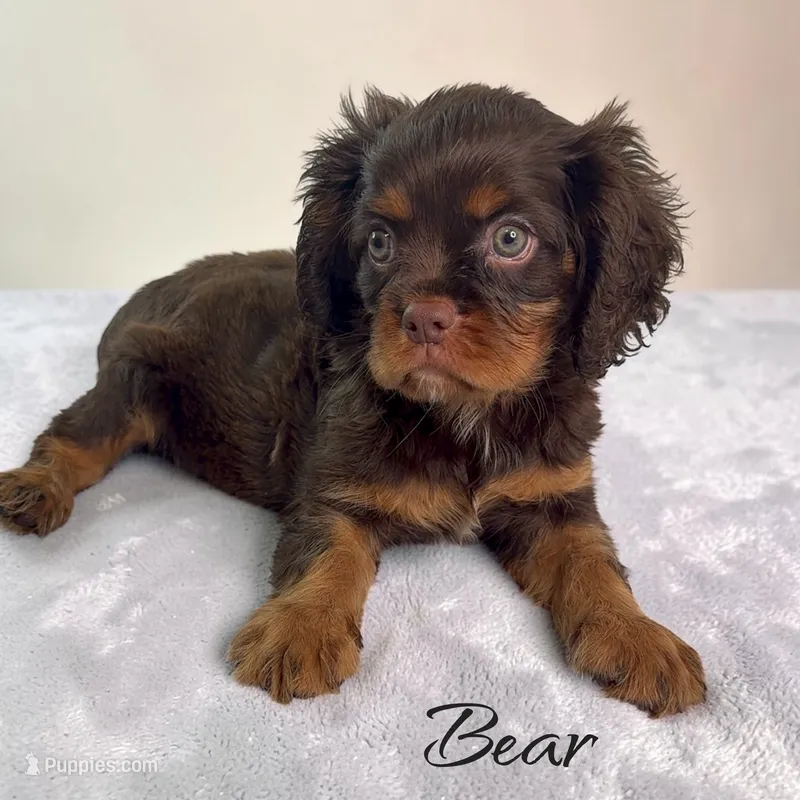 Bear – Cavalier King Charles Spaniel puppy for sale in Miami, FL