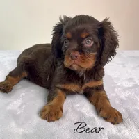 Bear, a male Cavalier King Charles Spaniel for sale in Miami, FL – 1 of 5