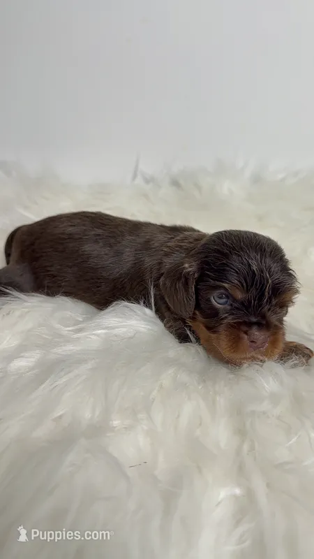 Charlie – Cavalier King Charles Spaniel puppy for sale in Miami, FL