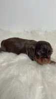 Charlie, a male Cavalier King Charles Spaniel for sale in Miami, FL – 1 of 2