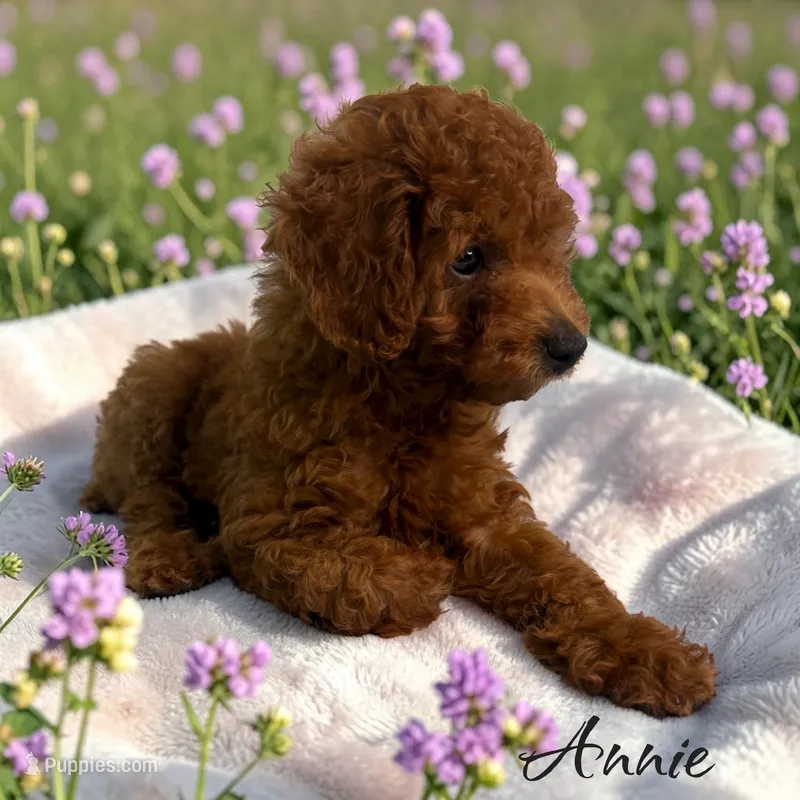 Annie – Poodle - Toy  puppy for sale in Miami, FL