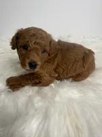 Ella, a female Poodle - Toy  for sale in Miami, FL – 2 of 4