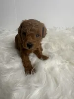 Ella, a female Poodle - Toy  for sale in Miami, FL – 4 of 4