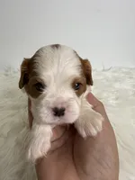Bentley, a male Cavalier King Charles Spaniel for sale in Miami, FL – 4 of 4