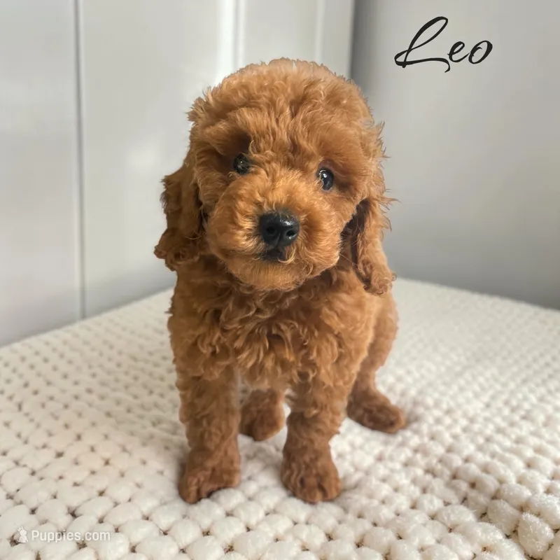 Leo – Poodle - Toy  puppy for sale in Miami, FL