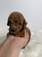 Leo, a male Poodle - Toy  for sale in Miami, FL – 4 of 4
