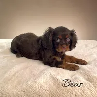 Bear, a male Cavalier King Charles Spaniel for sale in Miami, FL – 3 of 5