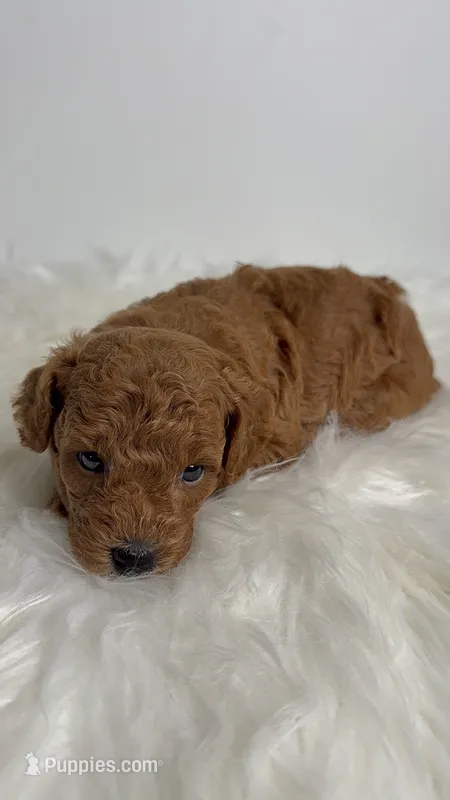 Ella – Poodle - Toy  puppy for sale in Miami, FL