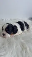 Molly, a female Cavalier King Charles Spaniel for sale in Miami, FL – 2 of 3